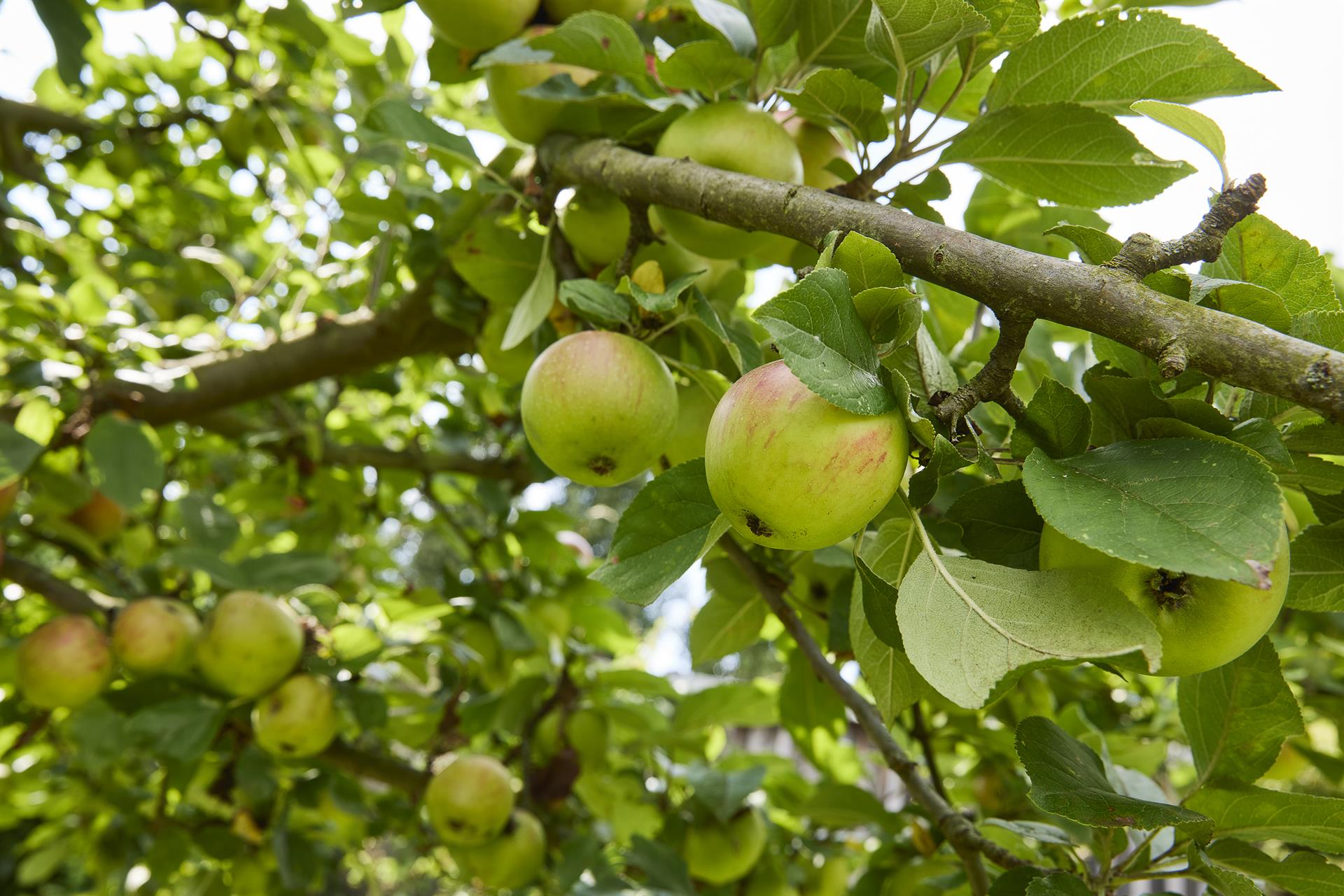 Fachberatung -  Obstbaumschnitt  - Theorie und Praxis