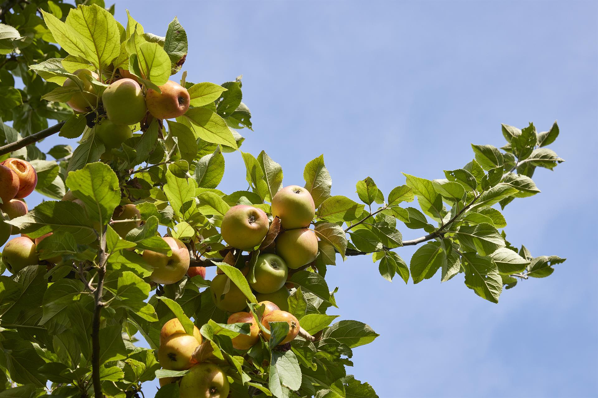 Fachberatung -  Sommerschnitt von Beerenobst  - Theorie und Praxis